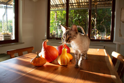 White bengal cat on a wooden table with pumpkins at home during autumn season.