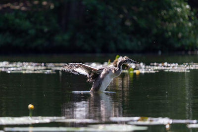 Bird flying over lake