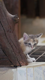 Portrait of kitten on wood