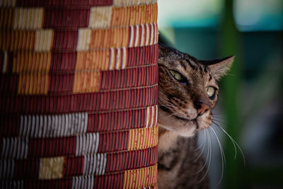 Close-up of tabby cat