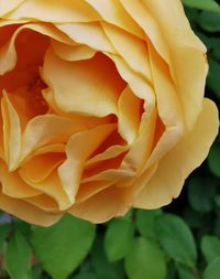 Close-up of rose flower