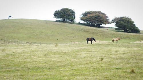 Cows grazing on grassy field