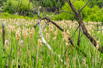 Bare trees on cattails field