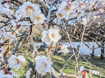 Close-up of white flowers on tree