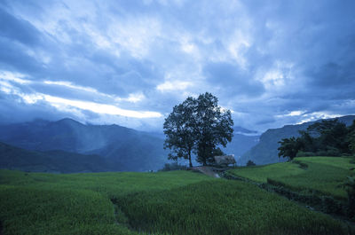 Tree on field against sky