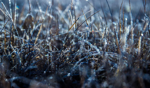 Close-up of frozen plants on land