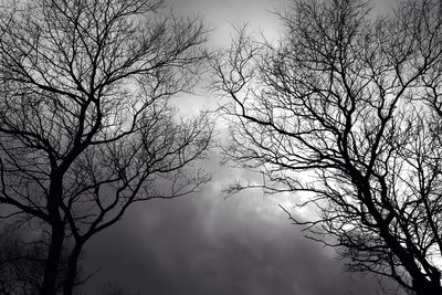 Low angle view of bare trees against sky