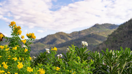 Scenic view of yellow flowering plants against sky