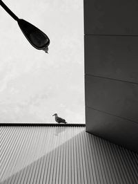 Low angle view of bird perching on wall against sky