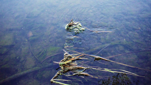 High angle view of turtle in lake