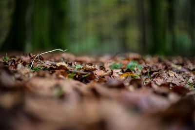 Close-up of fallen autumn leaves in forest