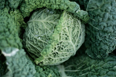 Full frame shot of fresh cabbages