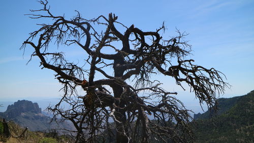 Low angle view of tree against sky