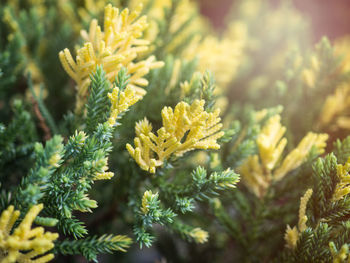 Close-up of yellow flowering plant