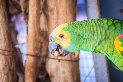 Close-up of parrot perching in cage