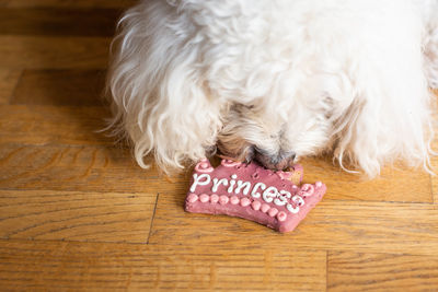 Dog eating desert with princess text