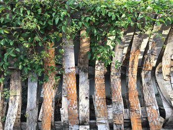 Ivy growing on tree trunk in forest