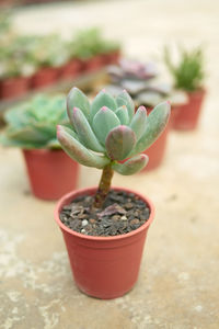 Close-up of potted plant