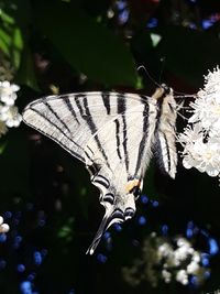 Close-up of butterfly on plant