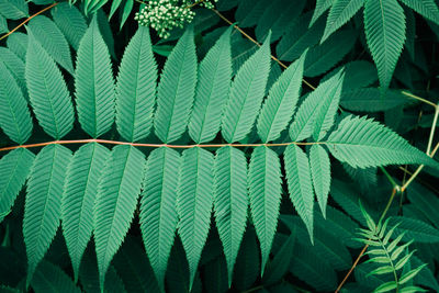 Close-up of fern leaves