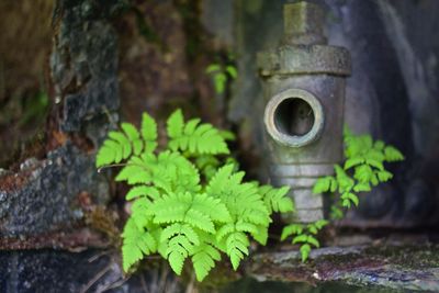 Close-up of plant growing on rock