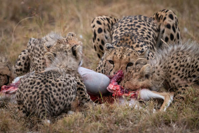 Cheetahs eating animal on field