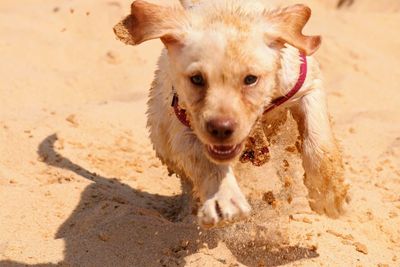 Portrait of dog on beach