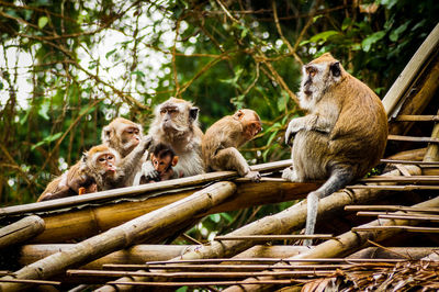 Monkeys sitting in forest against trees