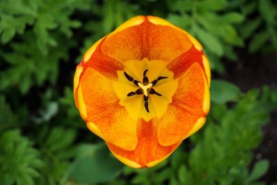 Close-up of orange flower