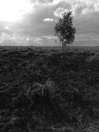 Tree on grassy field against cloudy sky