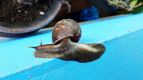 Close-up of snail in sea