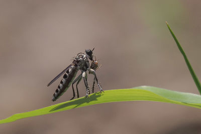 Close-up of insects on plant