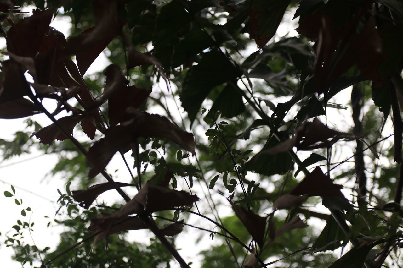 LOW ANGLE VIEW OF PLANT GROWING ON TREE