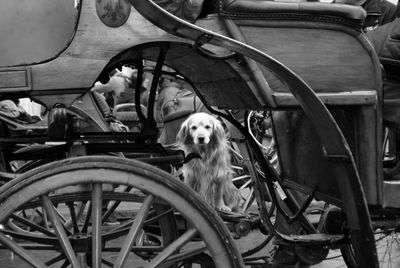 Portrait of a dog outdoors