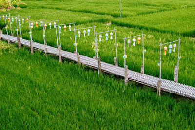 Scenic view of agricultural field