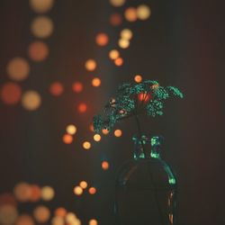 Close-up of flower vase against illuminated christmas lights 
