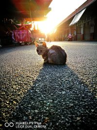 Dog at sunset