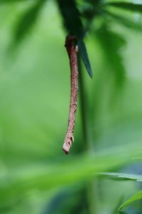 Close-up of insect on leaf