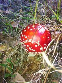 Close-up of mushroom growing on field