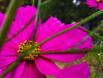 Close-up of pink flowers