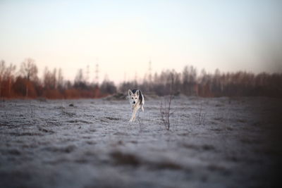 View of horse on snowy field against sky during sunset