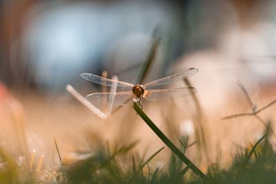 Close-up of dragonfly on grass