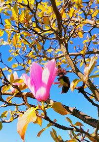 Low angle view of pink flowers blooming on tree