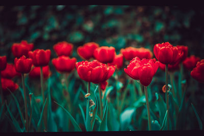 Close-up of red tulips in field