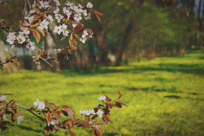 Close-up of fresh flowers blooming in field