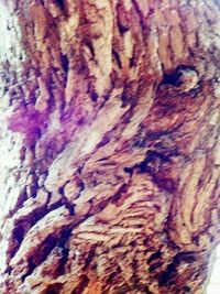 Close-up of tree trunk