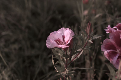 Close-up of pink flowers