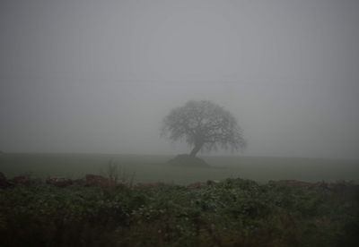 Trees on field against sky