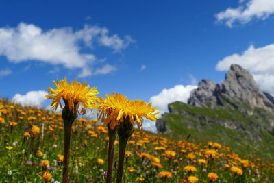 Close-up of yellow flowering plants on field against sky