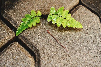 High angle view of plant leaves on footpath